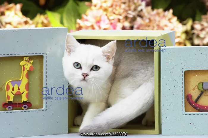 : 80201825 Cat - British Shorthair kitten Jean-Michel : 80201825 Cat - British Shorthair kitten Jean-Michel