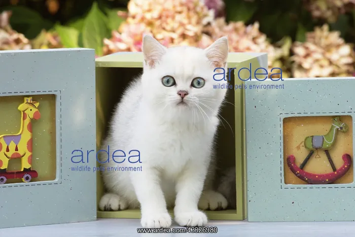 : 80201826 Cat - British Shorthair kitten Jean-Michel : 80201826 Cat - British Shorthair kitten Jean-Michel