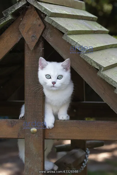 : 80201827 Cat - British Shorthair kitten Jean-Michel : 80201827 Cat - British Shorthair kitten Jean-Michel