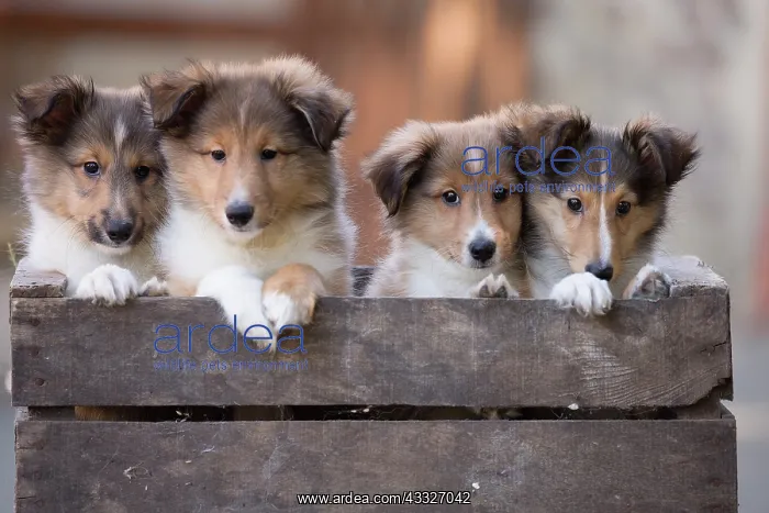 : 80201833 Dog - Shetland Sheepdog puppies Jean-Michel : 80201833 Dog - Shetland Sheepdog puppies Jean-Michel