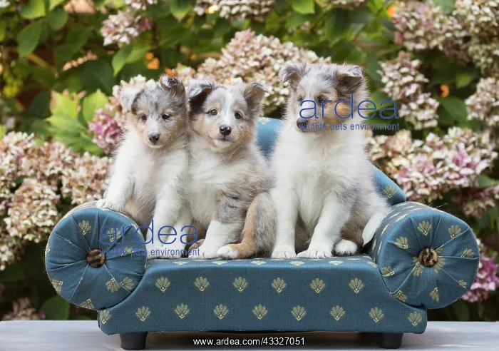 : 80201834 Dog - Shetland Sheepdog puppies Jean-Michel : 80201834 Dog - Shetland Sheepdog puppies Jean-Michel