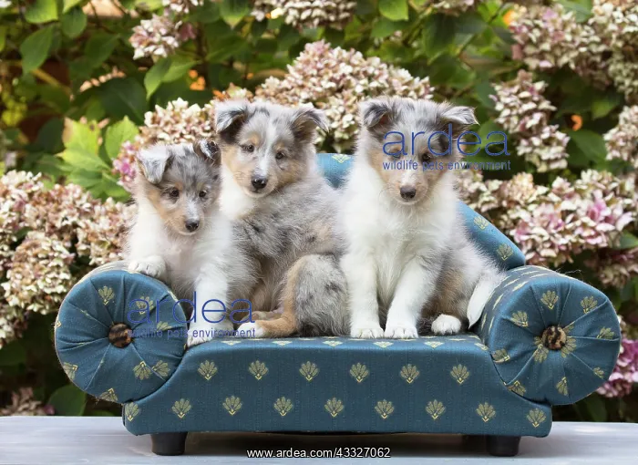 : 80201835 Dog - Shetland Sheepdog puppies Jean-Michel : 80201835 Dog - Shetland Sheepdog puppies Jean-Michel