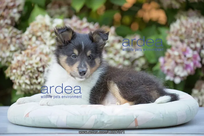 : 80201836 Dog - Shetland Sheepdog puppy Jean-Michel : 80201836 Dog - Shetland Sheepdog puppy Jean-Michel