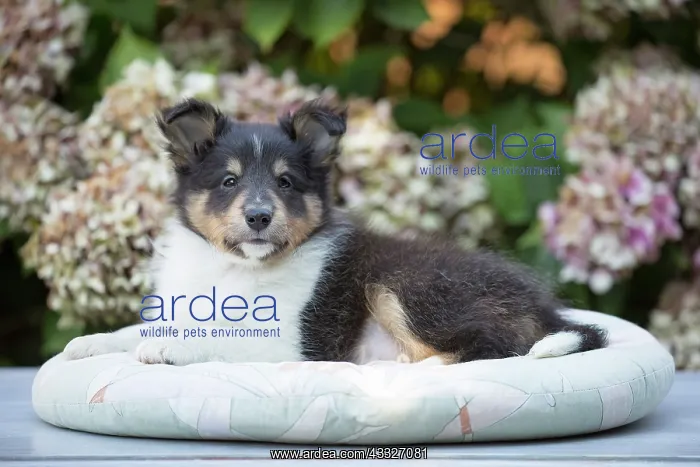 : 80201837 Dog - Shetland Sheepdog puppy Jean-Michel : 80201837 Dog - Shetland Sheepdog puppy Jean-Michel
