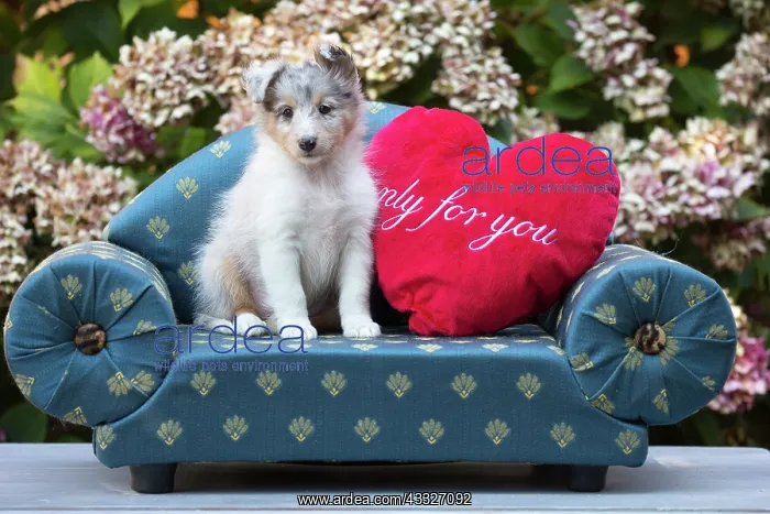 : 80201838 Dog - Shetland Sheepdog puppy Jean-Michel : 80201838 Dog - Shetland Sheepdog puppy Jean-Michel