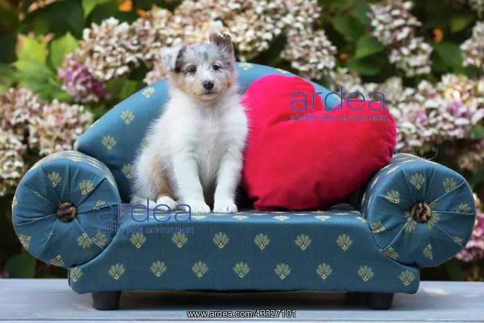 : 80201839 Dog - Shetland Sheepdog puppy Jean-Michel : 80201839 Dog - Shetland Sheepdog puppy Jean-Michel
