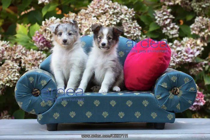 : 80201840 Dog - Shetland Sheepdog puppies Jean-Michel : 80201840 Dog - Shetland Sheepdog puppies Jean-Michel