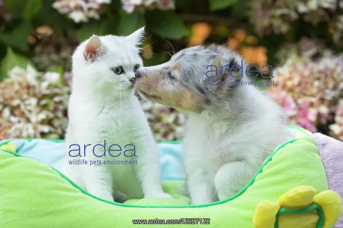 : 80201841 Dog and Cat - Shetland Sheepdog puppy with : 80201841 Dog and Cat - Shetland Sheepdog puppy with