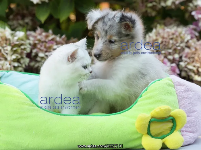 : 80201842 Dog and Cat - Shetland Sheepdog puppy with : 80201842 Dog and Cat - Shetland Sheepdog puppy with