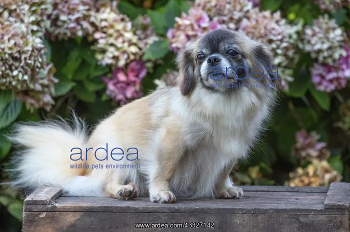 : 80201843 Dog - Tibetan Spaniel Jean-Michel Labat : 80201843 Dog - Tibetan Spaniel Jean-Michel Labat