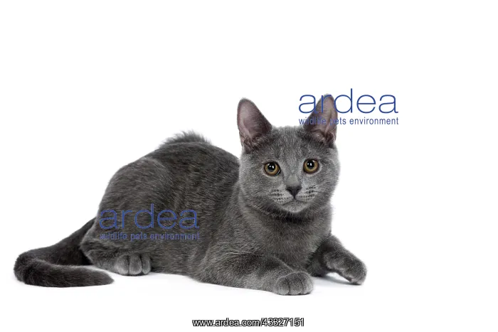 : 80201844 Cat - Chartreux kitten Jean-Michel Labat : 80201844 Cat - Chartreux kitten Jean-Michel Labat