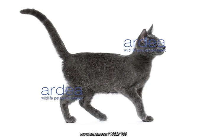 : 80201845 Cat - Chartreux kitten Jean-Michel Labat : 80201845 Cat - Chartreux kitten Jean-Michel Labat