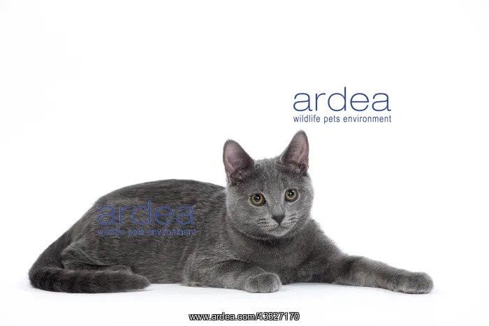 : 80201846 Cat - Chartreux kitten Jean-Michel Labat : 80201846 Cat - Chartreux kitten Jean-Michel Labat