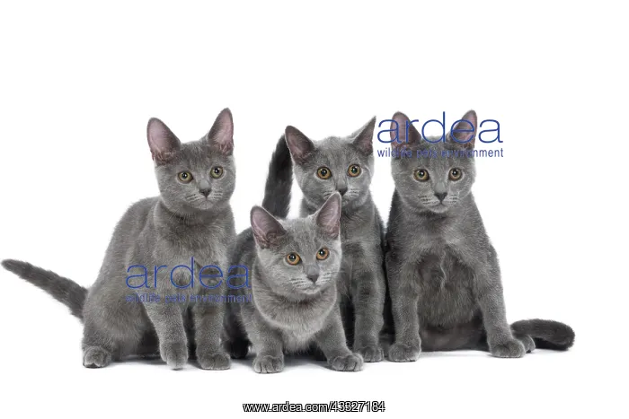 : 80201848 Cat - Chartreux kittens Jean-Michel Labat : 80201848 Cat - Chartreux kittens Jean-Michel Labat