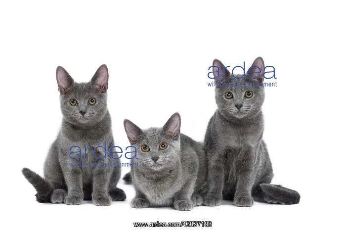: 80201849 Cat - Chartreux kittens Jean-Michel Labat : 80201849 Cat - Chartreux kittens Jean-Michel Labat