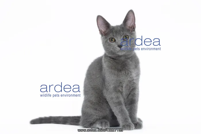 : 80201850 Cat - Chartreux kitten Jean-Michel Labat : 80201850 Cat - Chartreux kitten Jean-Michel Labat