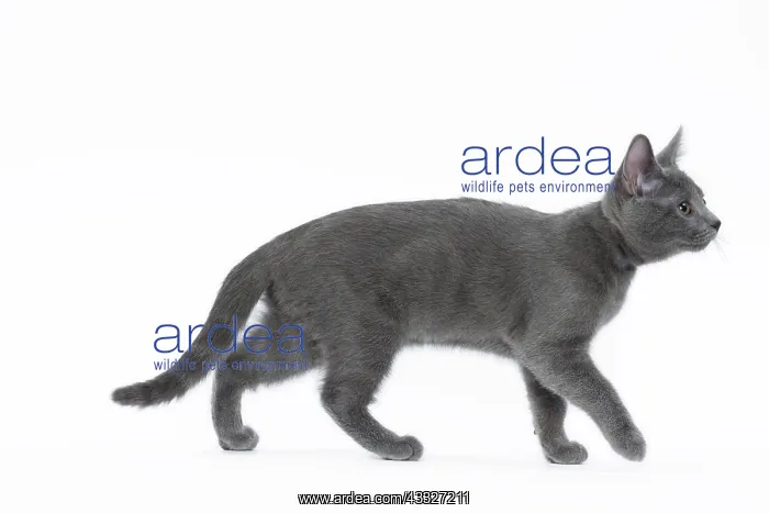 : 80201851 Cat - Chartreux kitten Jean-Michel Labat : 80201851 Cat - Chartreux kitten Jean-Michel Labat