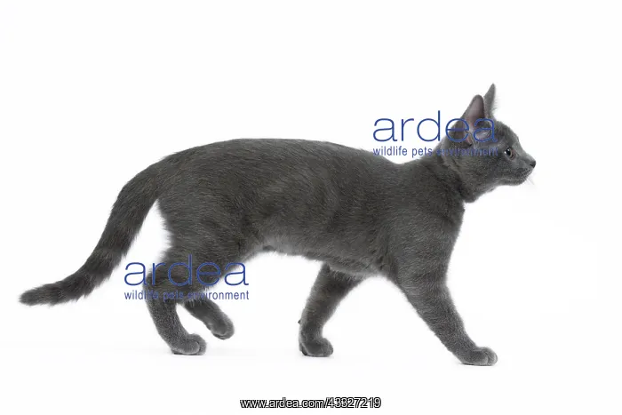 : 80201852 Cat - Chartreux kitten Jean-Michel Labat : 80201852 Cat - Chartreux kitten Jean-Michel Labat