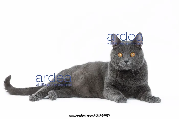 : 80201853 Cat - Chartreux Jean-Michel Labat All : 80201853 Cat - Chartreux Jean-Michel Labat All
