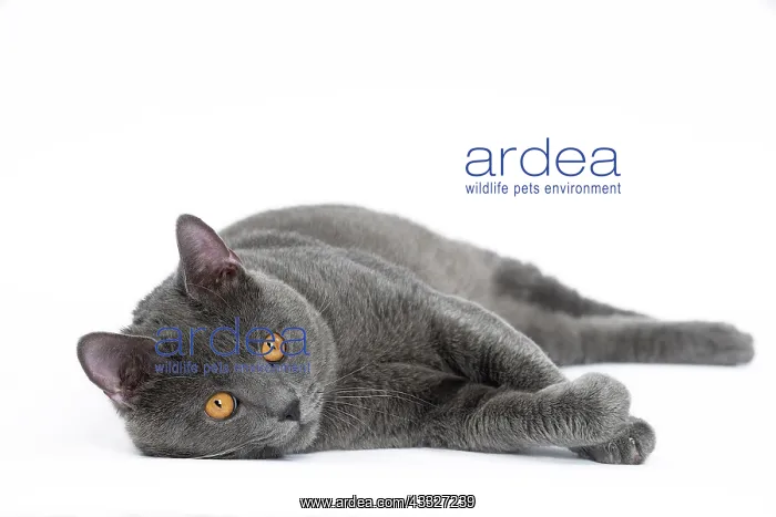 : 80201854 Cat - Chartreux Jean-Michel Labat All : 80201854 Cat - Chartreux Jean-Michel Labat All