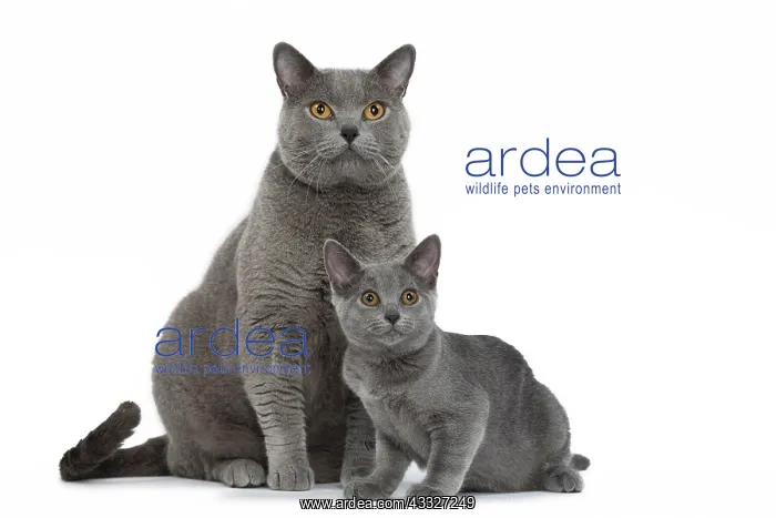 : 80201855 Cat - Chartreux with kittens Jean-Michel : 80201855 Cat - Chartreux with kittens Jean-Michel