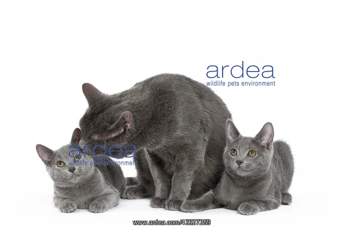 : 80201856 Cat - Chartreux with kittens Jean-Michel : 80201856 Cat - Chartreux with kittens Jean-Michel