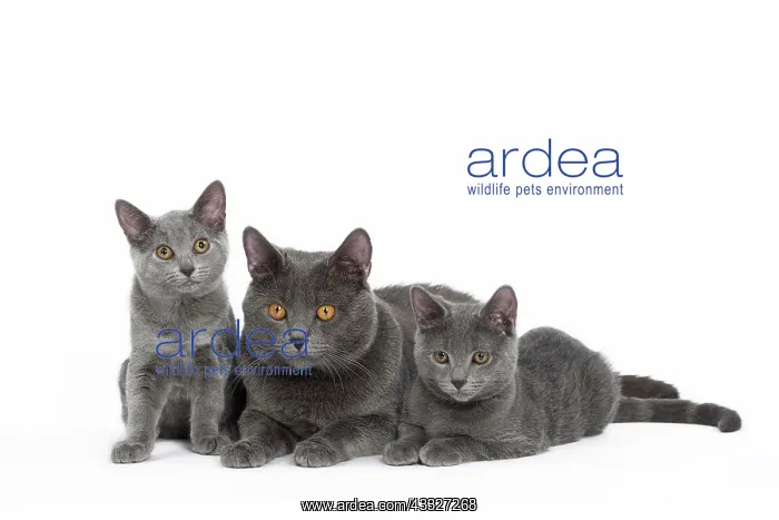 : 80201857 Cat - Chartreux with kittens Jean-Michel : 80201857 Cat - Chartreux with kittens Jean-Michel