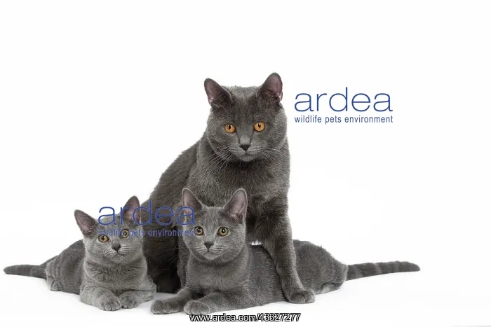 : 80201858 Cat - Chartreux with kittens Jean-Michel : 80201858 Cat - Chartreux with kittens Jean-Michel