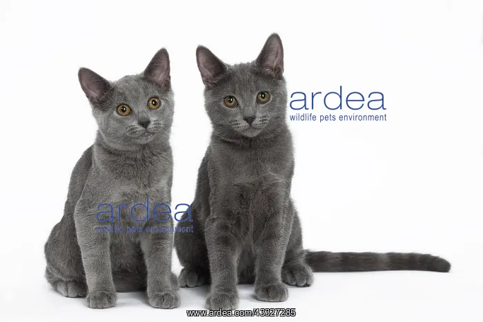 : 80201859 Cat - Chartreux kittens Jean-Michel Labat : 80201859 Cat - Chartreux kittens Jean-Michel Labat