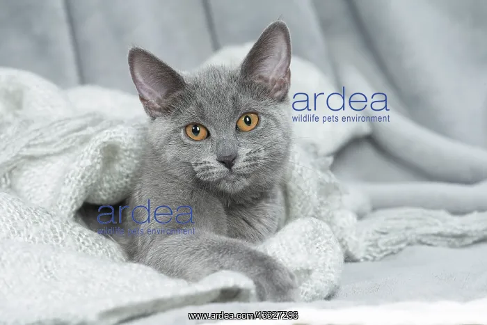 : 80201860 Cat - Chartreux kitten Jean-Michel Labat : 80201860 Cat - Chartreux kitten Jean-Michel Labat