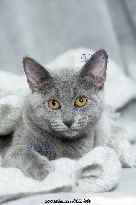 : 80201861 Cat - Chartreux kitten Jean-Michel Labat : 80201861 Cat - Chartreux kitten Jean-Michel Labat