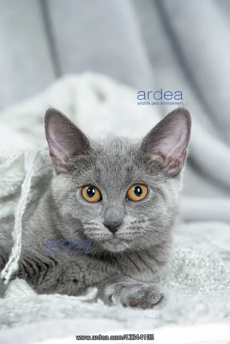 : 80201862 Cat - Chartreux kitten Jean-Michel Labat : 80201862 Cat - Chartreux kitten Jean-Michel Labat