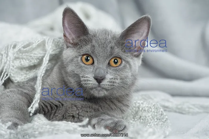 : 80201863 Cat - Chartreux kitten Jean-Michel Labat : 80201863 Cat - Chartreux kitten Jean-Michel Labat