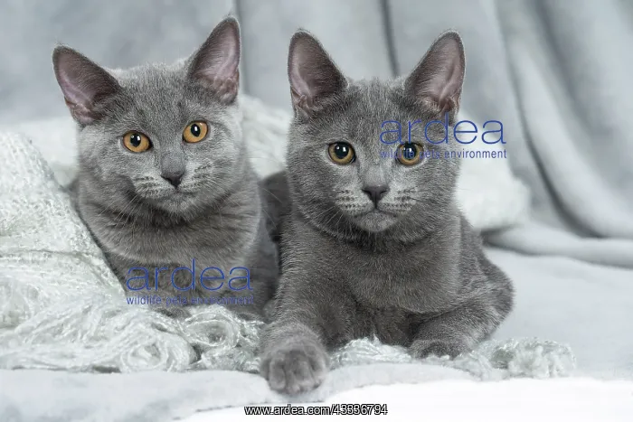 : 80201864 Cat - Chartreux kittens Jean-Michel Labat : 80201864 Cat - Chartreux kittens Jean-Michel Labat