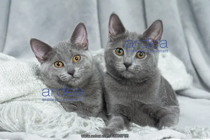 : 80201865 Cat - Chartreux kittens Jean-Michel Labat : 80201865 Cat - Chartreux kittens Jean-Michel Labat