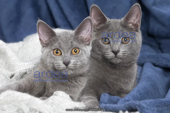 : 80201866 Cat - Chartreux kittens Jean-Michel Labat : 80201866 Cat - Chartreux kittens Jean-Michel Labat