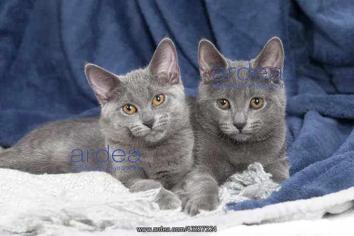 : 80201867 Cat - Chartreux kittens Jean-Michel Labat : 80201867 Cat - Chartreux kittens Jean-Michel Labat