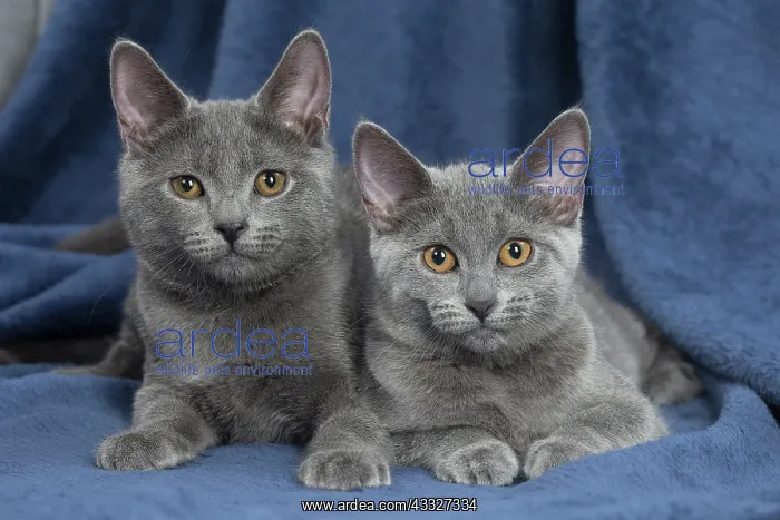 : 80201868 Cat - Chartreux kittens Jean-Michel Labat : 80201868 Cat - Chartreux kittens Jean-Michel Labat