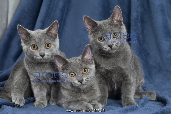 : 80201869 Cat - Chartreux kittens Jean-Michel Labat : 80201869 Cat - Chartreux kittens Jean-Michel Labat