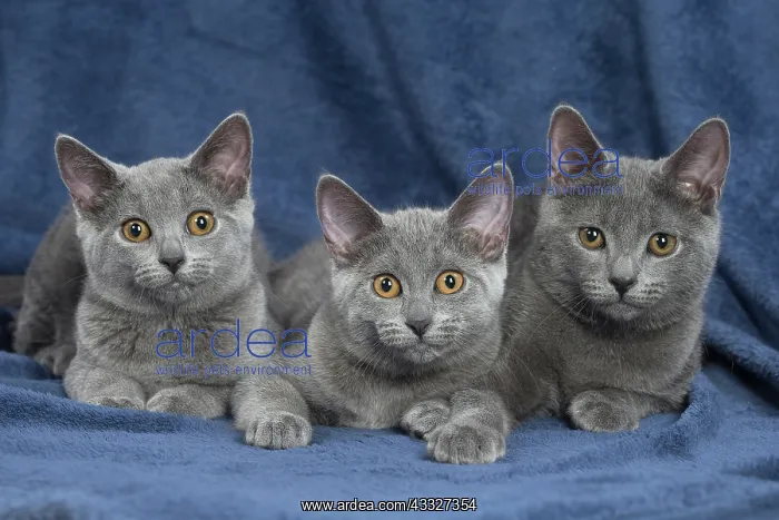 : 80201870 Cat - Chartreux kittens Jean-Michel Labat : 80201870 Cat - Chartreux kittens Jean-Michel Labat