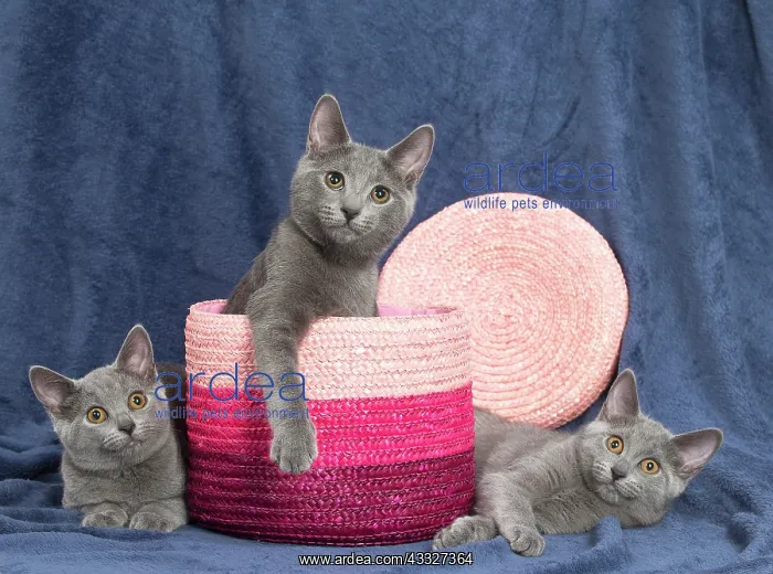 : 80201871 Cat - Chartreux kittens Jean-Michel Labat : 80201871 Cat - Chartreux kittens Jean-Michel Labat