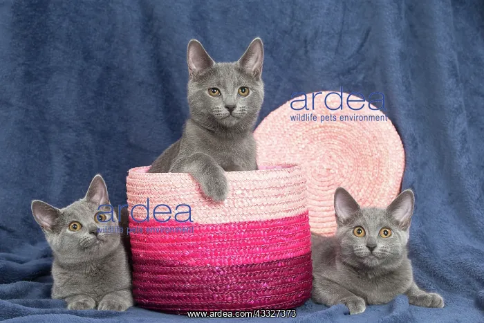 : 80201872 Cat - Chartreux kittens Jean-Michel Labat : 80201872 Cat - Chartreux kittens Jean-Michel Labat
