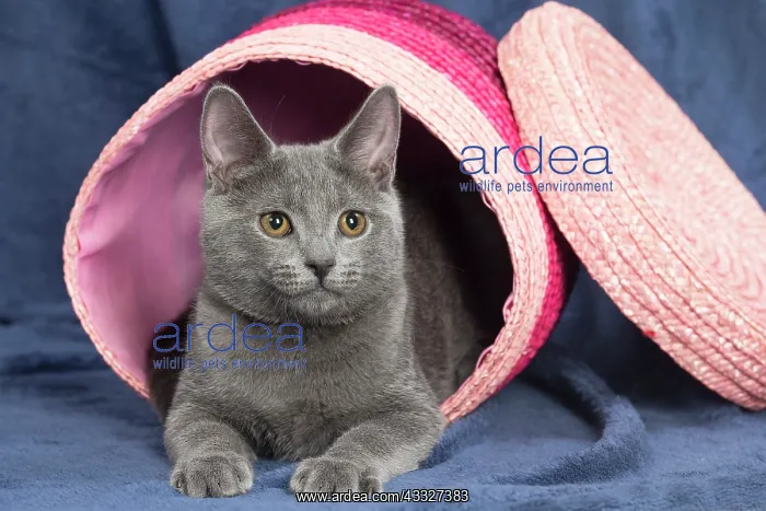 : 80201873 Cat - Chartreux kitten Jean-Michel Labat : 80201873 Cat - Chartreux kitten Jean-Michel Labat