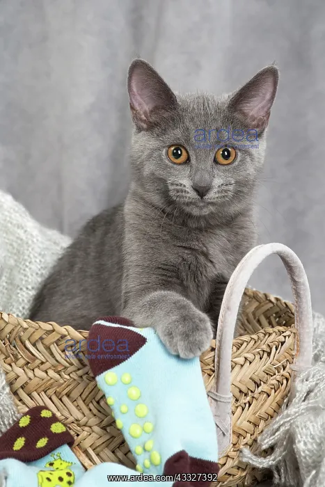 : 80201874 Cat - Chartreux kitten Jean-Michel Labat : 80201874 Cat - Chartreux kitten Jean-Michel Labat