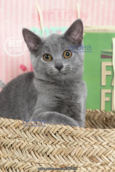 : 80201875 Cat - Chartreux kitten Jean-Michel Labat : 80201875 Cat - Chartreux kitten Jean-Michel Labat
