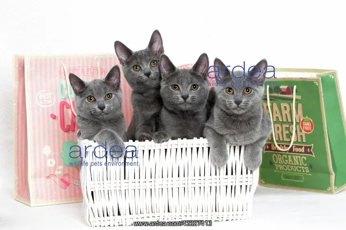 : 80201876 Cat - Chartreux kittens Jean-Michel Labat : 80201876 Cat - Chartreux kittens Jean-Michel Labat