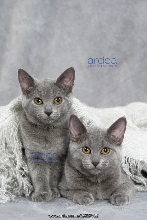 : 80201877 Cat - Chartreux kittens Jean-Michel Labat : 80201877 Cat - Chartreux kittens Jean-Michel Labat