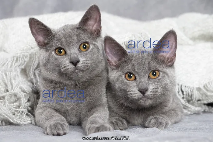 : 80201878 Cat - Chartreux kittens Jean-Michel Labat : 80201878 Cat - Chartreux kittens Jean-Michel Labat