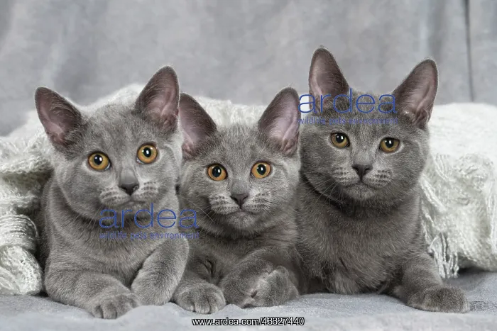 : 80201879 Cat - Chartreux kittens Jean-Michel Labat : 80201879 Cat - Chartreux kittens Jean-Michel Labat