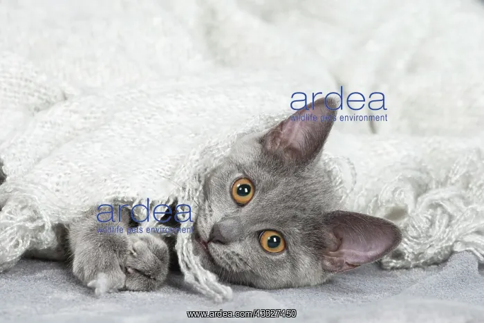 : 80201880 Cat - Chartreux kitten Jean-Michel Labat : 80201880 Cat - Chartreux kitten Jean-Michel Labat